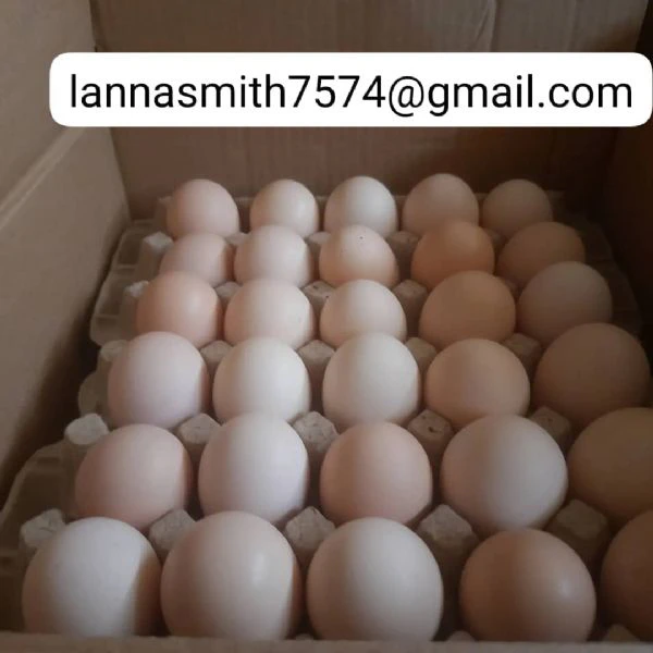 uova fertili di pappagallo da coppie riproduttrici sane | Foto 2