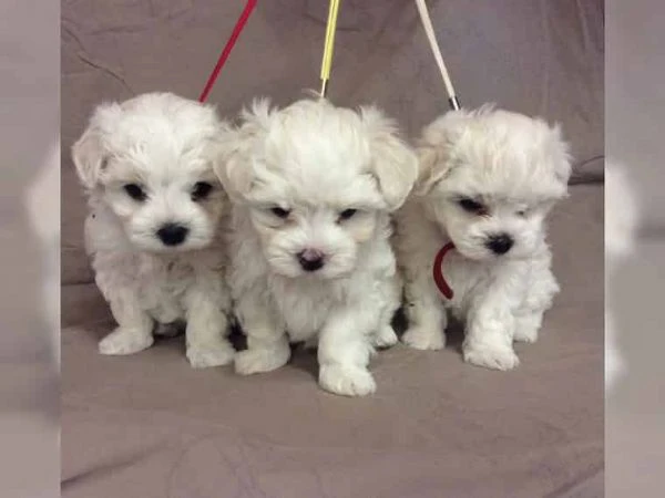 cuccioli di maltese
