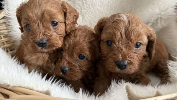 cuccioli di barboncino nano disponibili