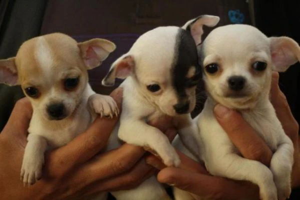 mini chihuhahua