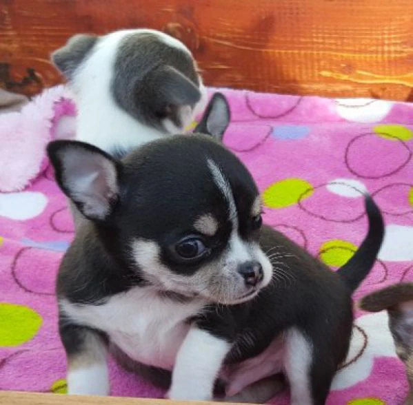 mini chihuhahua | Foto 0