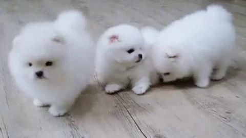 spitz di pomerania