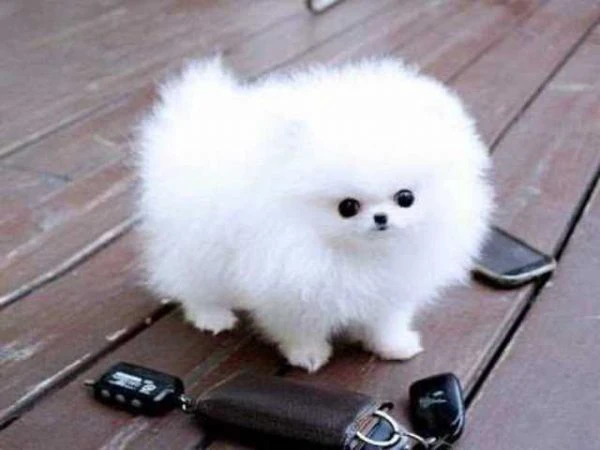 spitz di pomerania | Foto 0