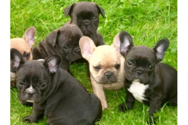 due cuccioli di bulldog francesi disponibili, 