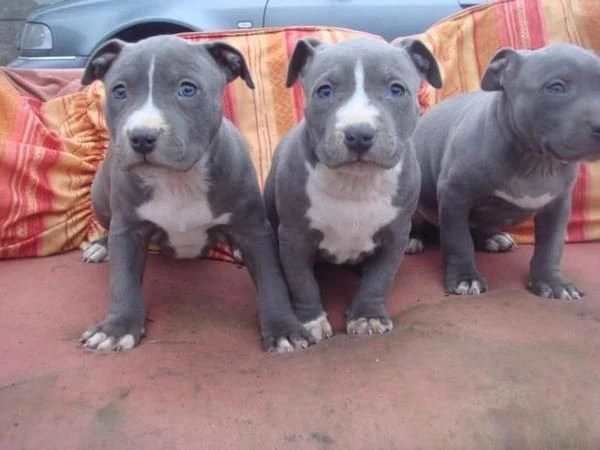 cucciolo di pitbull disponibili