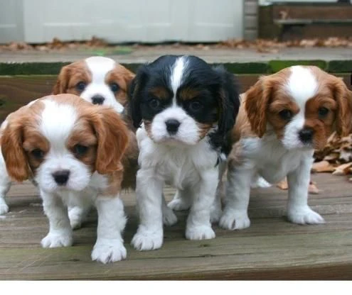 cavalier king charles spaniel cuccioli disponibili