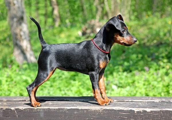 dobermann cuccioli