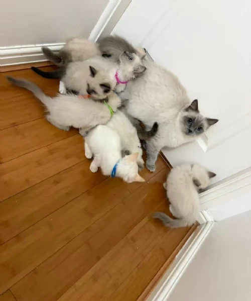 abbiamo 3 splendidi gattini ragdoll pronti per raggiungere le loro nuove famiglie. 