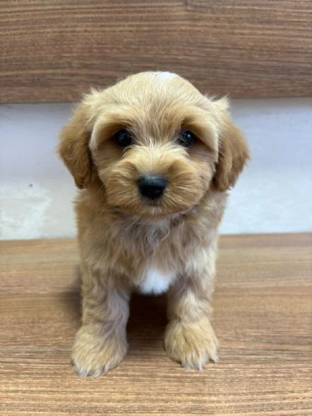bichon havanais splendidi cuccioli | Foto 3
