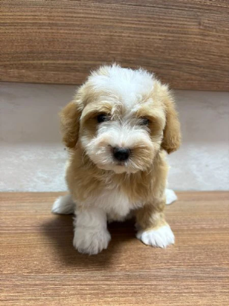 bichon havanais splendidi cuccioli | Foto 2