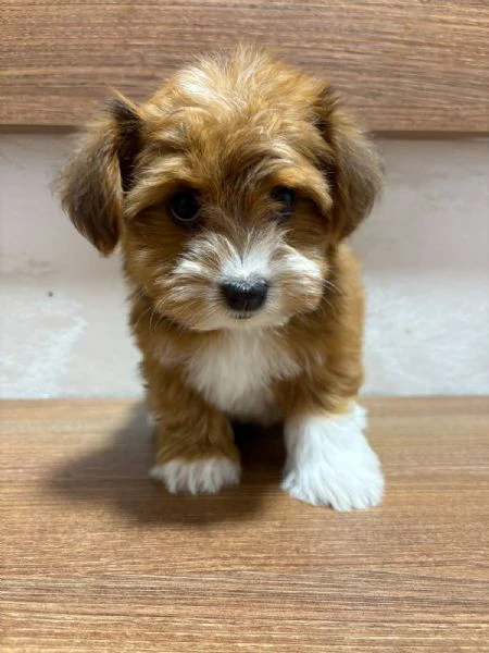 bichon havanais splendidi cuccioli | Foto 1