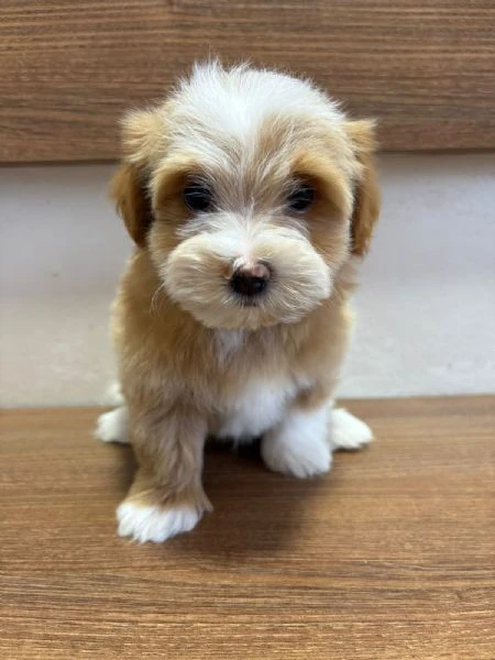bichon havanais splendidi cuccioli | Foto 0