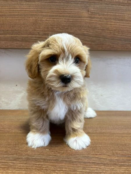 bichon havanais splendidi cuccioli