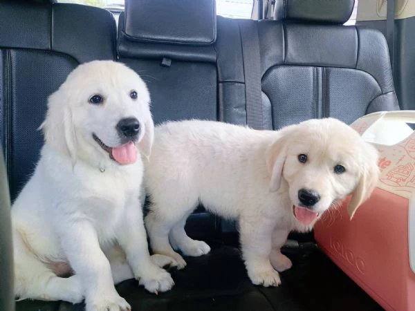 due cuccioli di golden retriever cercano casa! | Foto 0