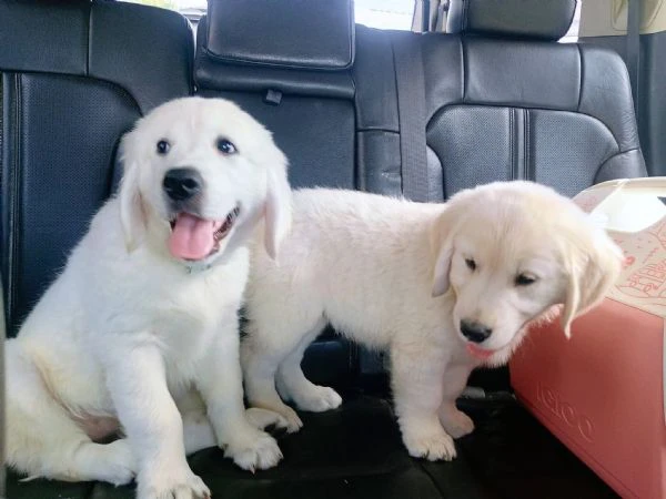 due cuccioli di golden retriever cercano casa!