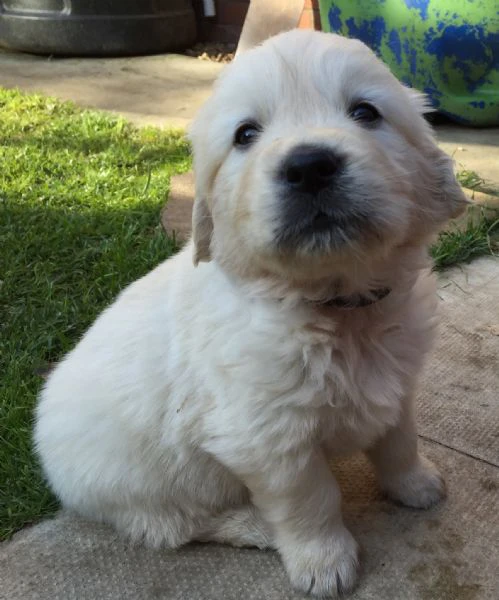 cuccioli di golden retriever 