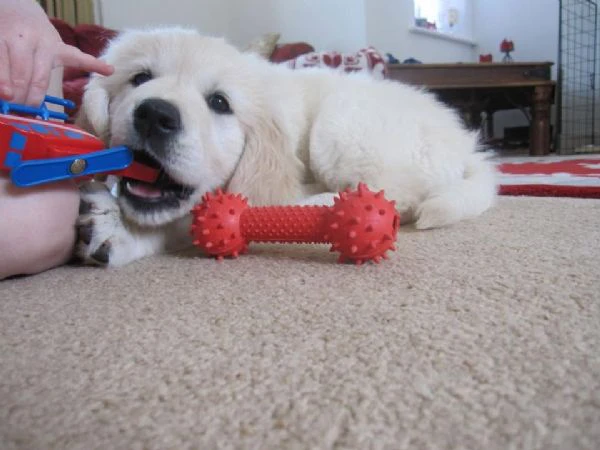 cuccioli di golden retriever  | Foto 0