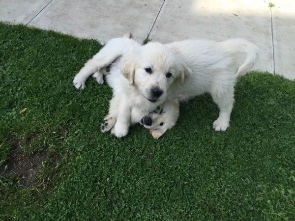 due cuccioli di golden retriever ti aspettano!