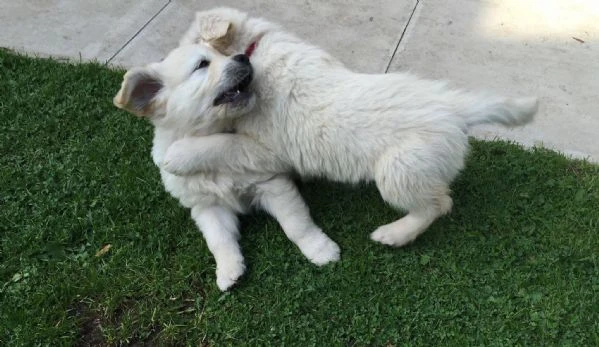 due cuccioli di golden retriever ti aspettano! | Foto 0