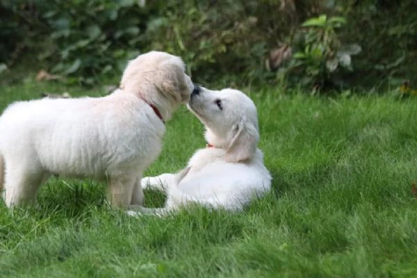 cucciole di golden retriever di circa 3 mesi | Foto 0