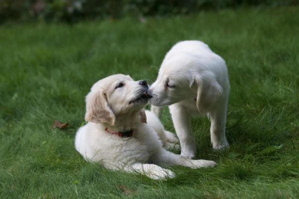 cucciole di golden retriever di circa 3 mesi