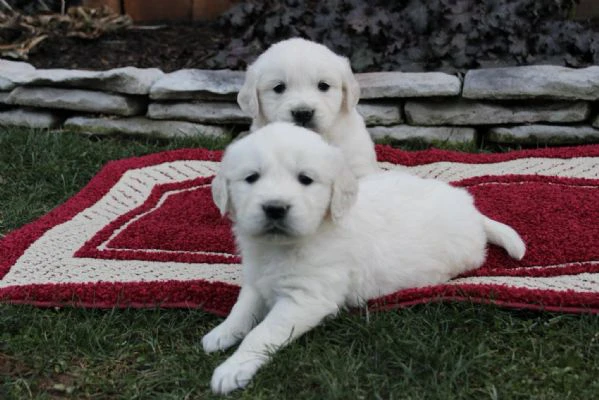 disponibili cuccioli di golden retriever.