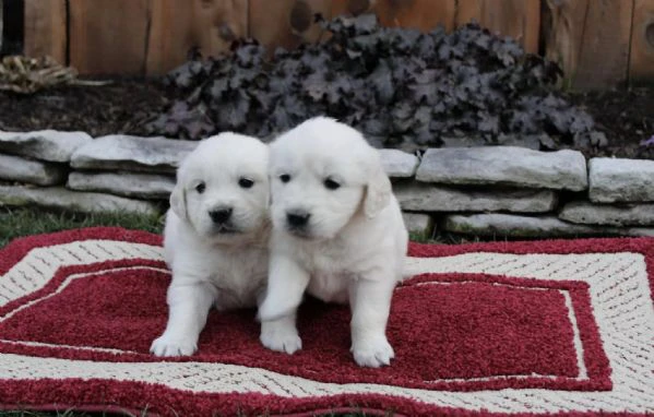 disponibili cuccioli di golden retriever. | Foto 0