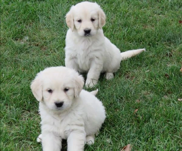 cuccioli golden retriever | Foto 0