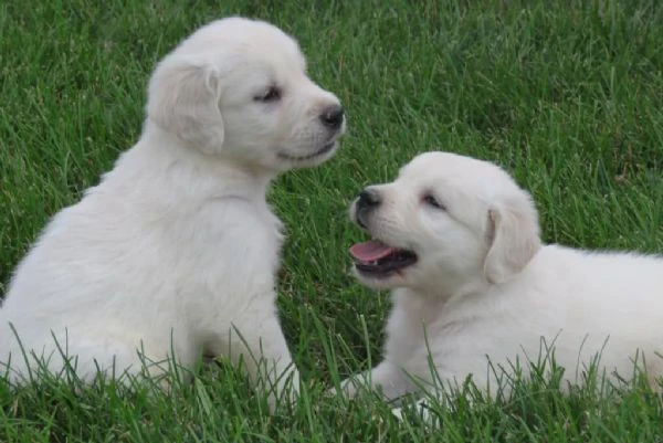 cuccioli golden retriever