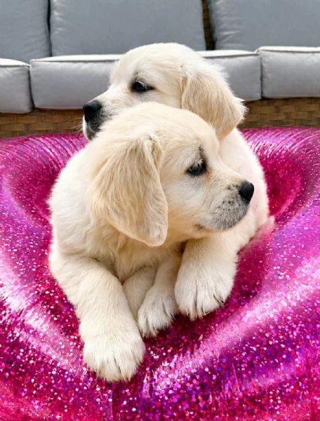 cuccioli di golden retriever 3 mesi