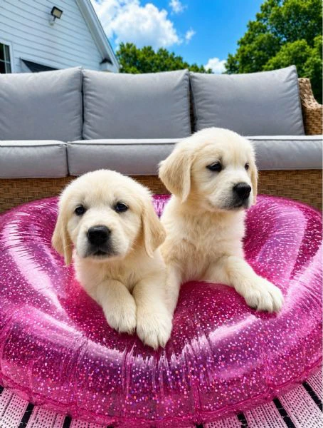 cuccioli di golden retriever 3 mesi | Foto 0