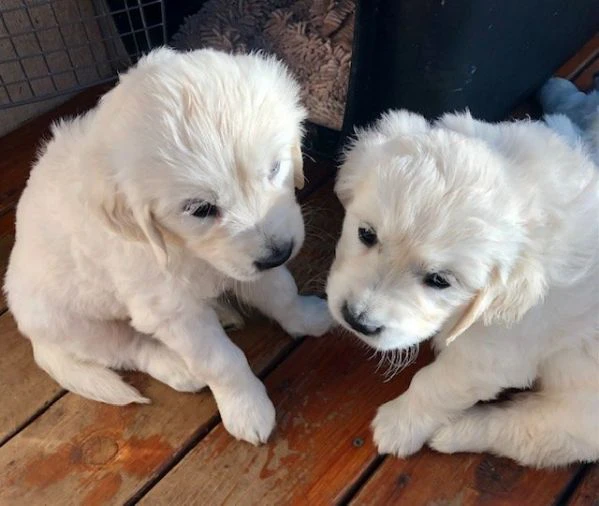 golden retriever cuccioli
