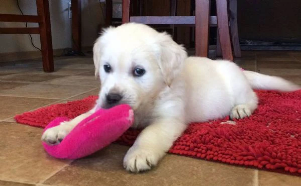 disponibili cuccioli di golden retriever | Foto 0