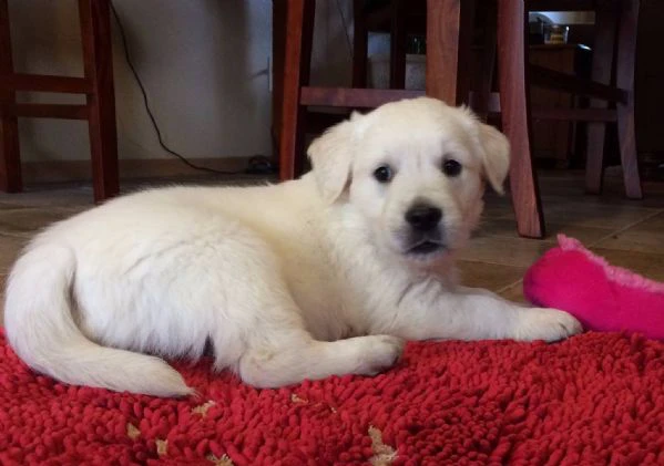disponibili cuccioli di golden retriever