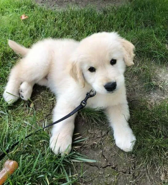meravigliosi cuccioli di golden retriever | Foto 0