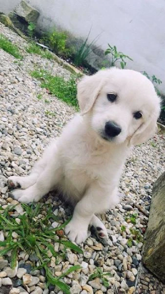 meravigliosi cuccioli di golden retriever
