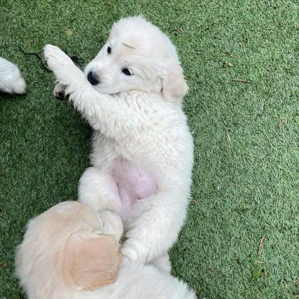 due cuccioli maschietti di golden retriever | Foto 0