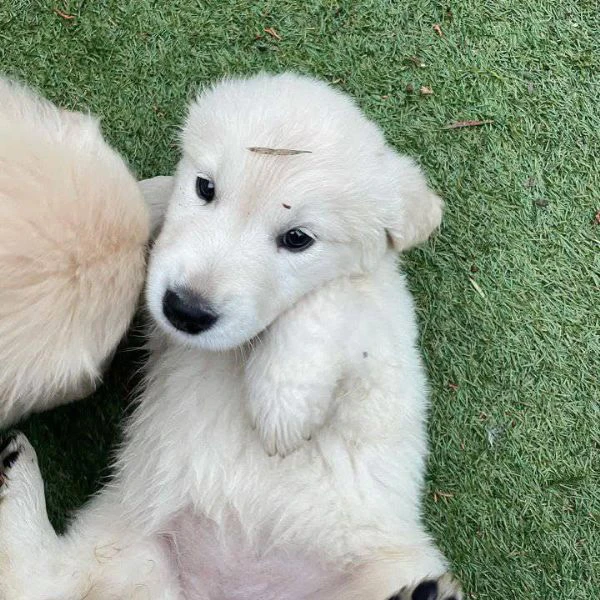 due cuccioli maschietti di golden retriever