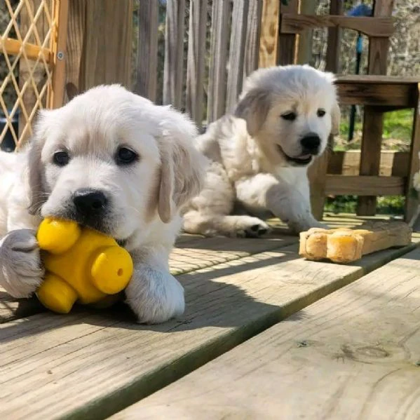 cuccioli di golden retriever bianchi!!