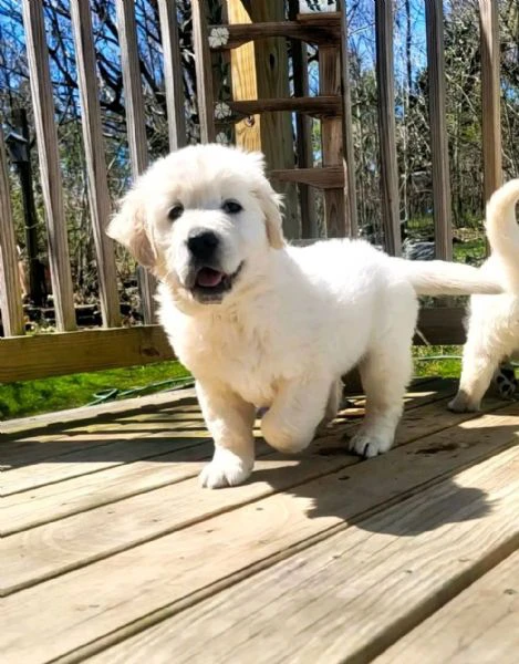 cuccioli di golden retriever bianchi!! | Foto 0