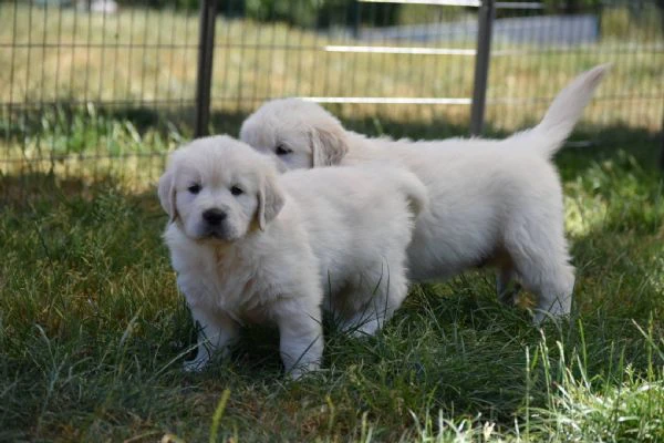 bellissimi cuccioli di golden