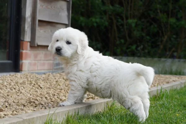 bellissimi cuccioli di golden | Foto 0
