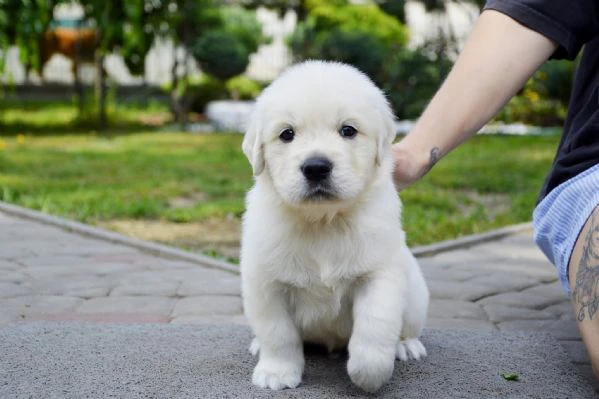 meravigliosi cuccioli golden retriever | Foto 0