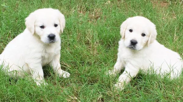 meravigliosi cuccioli golden retriever