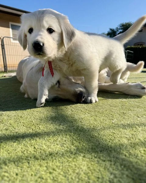 cuccioli maschi di golden retriever | Foto 0