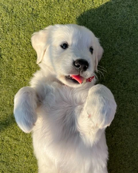 golden retriever cuccioli | Foto 0