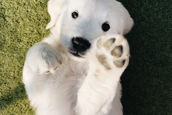 golden retriever cuccioli