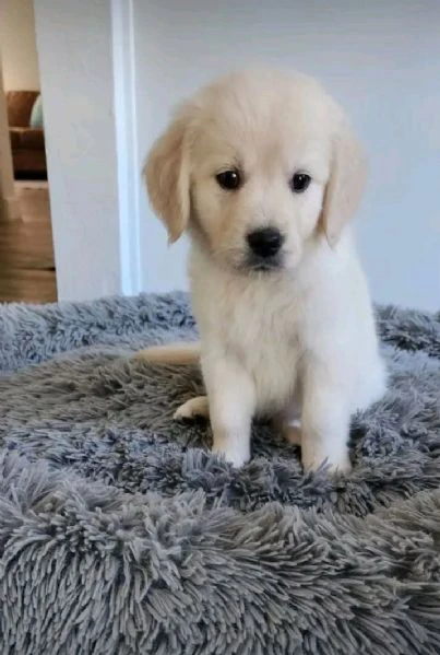 cuccioli golden retriever | Foto 0