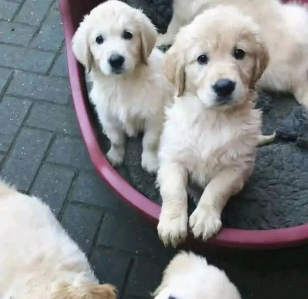 cuccioli golden retriever