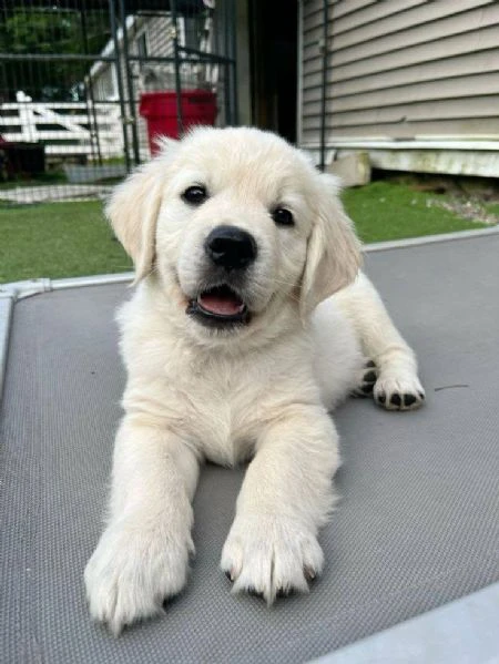 cucciole golden retriever | Foto 0